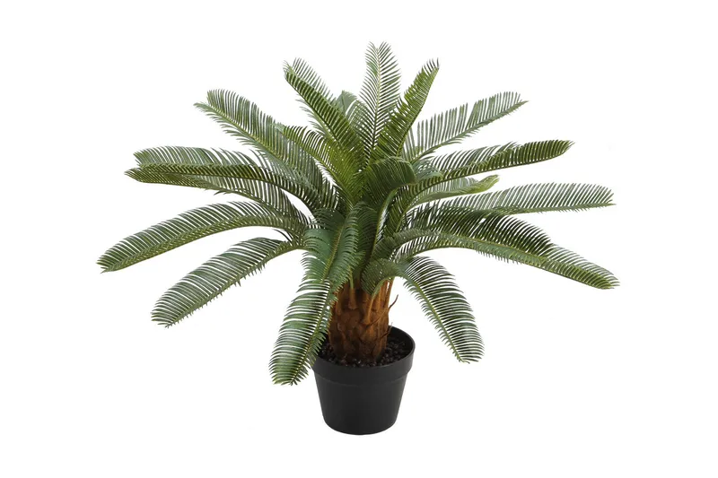 Grøn plante CYCAS H70cm sort krukke, undefined