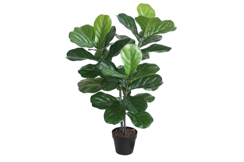 Grøn plante Fiddle Leaf H100 2 grene sort krukke, undefined