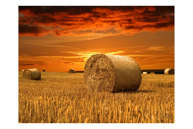 Fototapet Eng Af Guld 350x270, Artgeist sp. z o. o.
