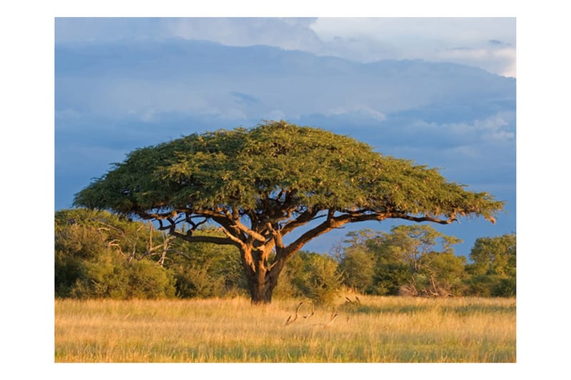 Canvastavle afrikansk Akacia træ Hwange 200x154 - Artgeist sp. z o. o. - Boligtilbehør - Vægdekoration - Tapeter - Fototapeter