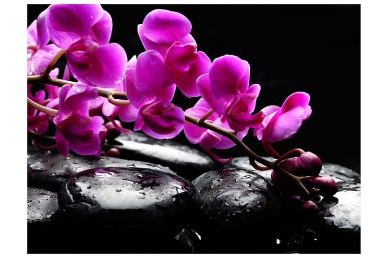 Canvastavle afslappende, mens orkide og sten 200x154 - Artgeist sp. z o. o. - Fototapeter