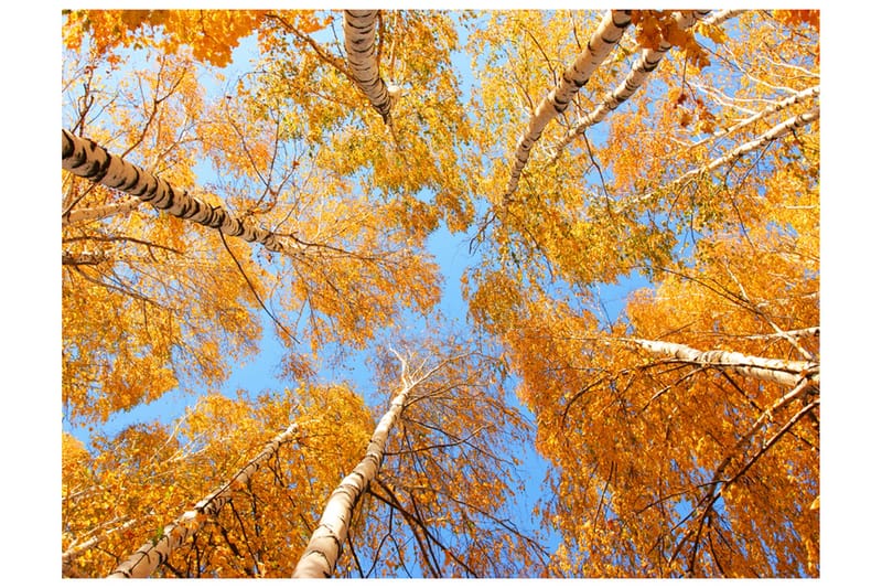 Canvastavle Autumnal Tree Tops 200x154, Artgeist sp. z o. o.