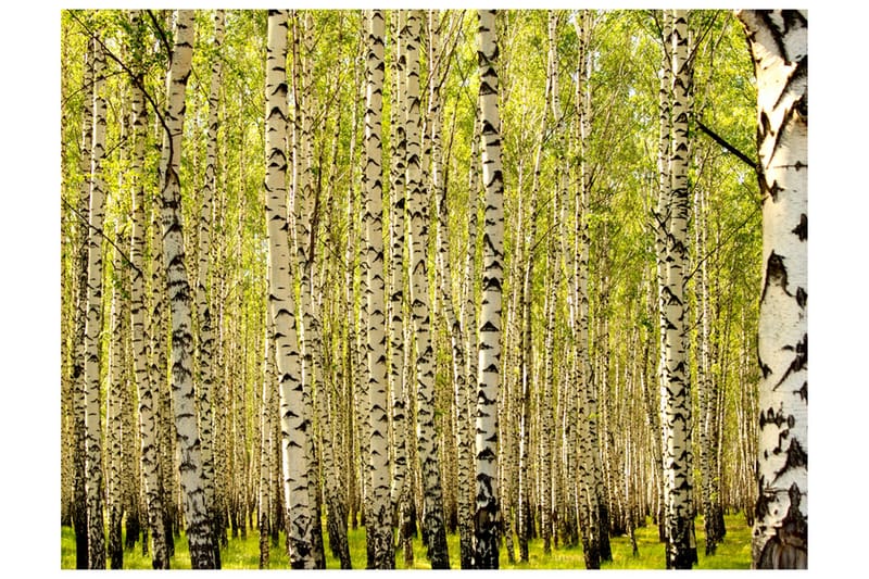 Canvastavle Björkskog 250x193 - Artgeist sp. z o. o. - Boligtilbehør - Vægdekoration - Tapeter - Fototapeter