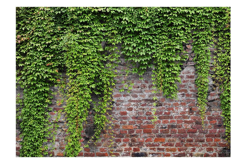 Canvastavle Brick And Ivy 150x105 - Artgeist sp. z o. o. - Fototapeter