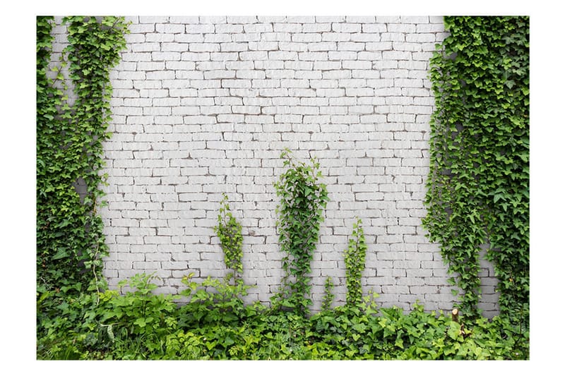 Canvastavle Creeping Ivy 250x175 - Artgeist sp. z o. o. - Boligtilbehør - Vægdekoration - Tapeter - Fototapeter