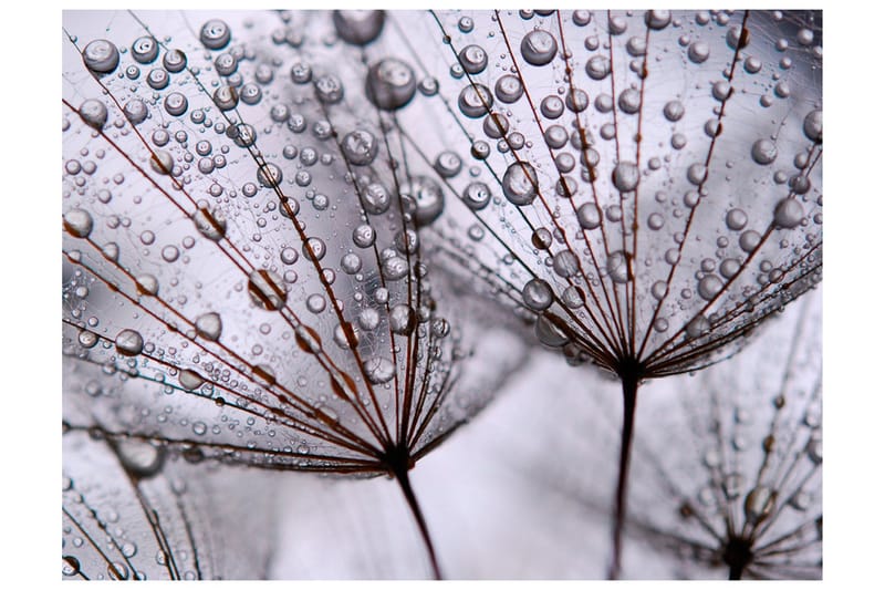 Canvastavle Dandelion And Morning Dew 200x154, Artgeist sp. z o. o.