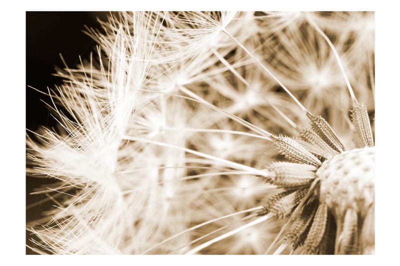 Canvastavle Dandelion Sepia 200x140 - Artgeist sp. z o. o. - Boligtilbehør - Vægdekoration - Tapeter - Fototapeter