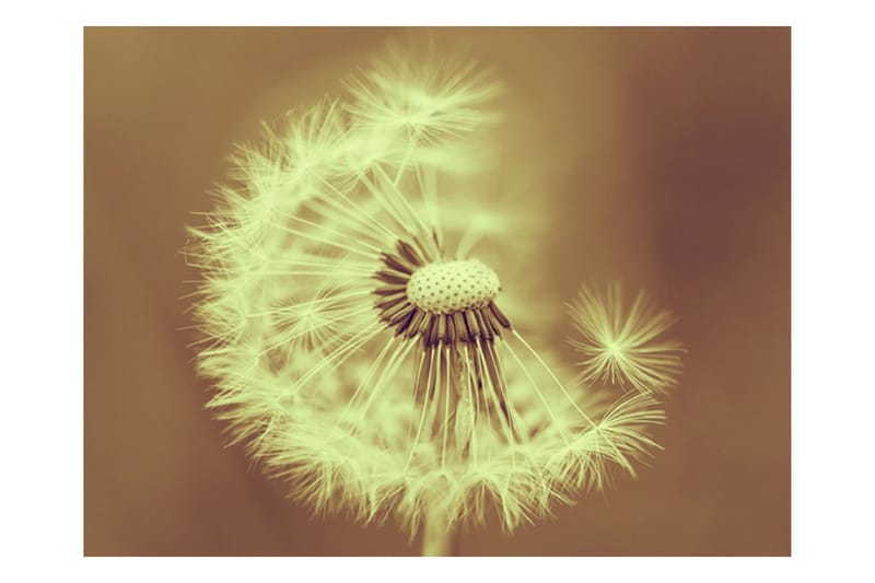 Canvastavle Dandelion Sepia 200x154, Artgeist sp. z o. o.