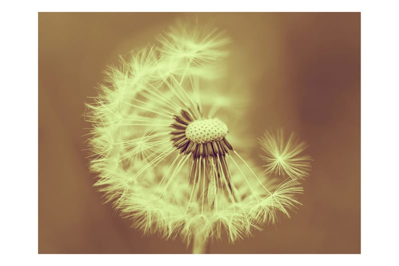 Canvastavle Dandelion Sepia 250x193 - Artgeist sp. z o. o. - Boligtilbehør - Vægdekoration - Tapeter - Fototapeter