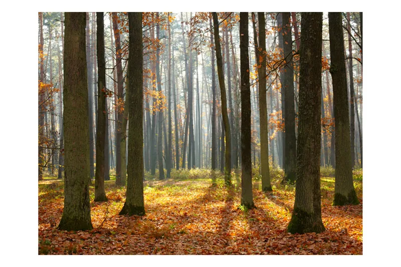 Canvastavle efteråret træer 250x193, Artgeist sp. z o. o.