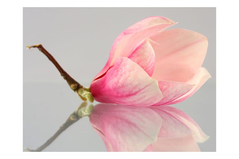 Canvastavle En Lone Magnolia Blomst 200x154 - Artgeist sp. z o. o. - Boligtilbehør - Vægdekoration - Tapeter - Fototapeter