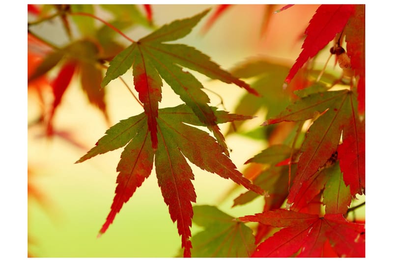 Canvastavle farverige blade 250x193, Artgeist sp. z o. o.