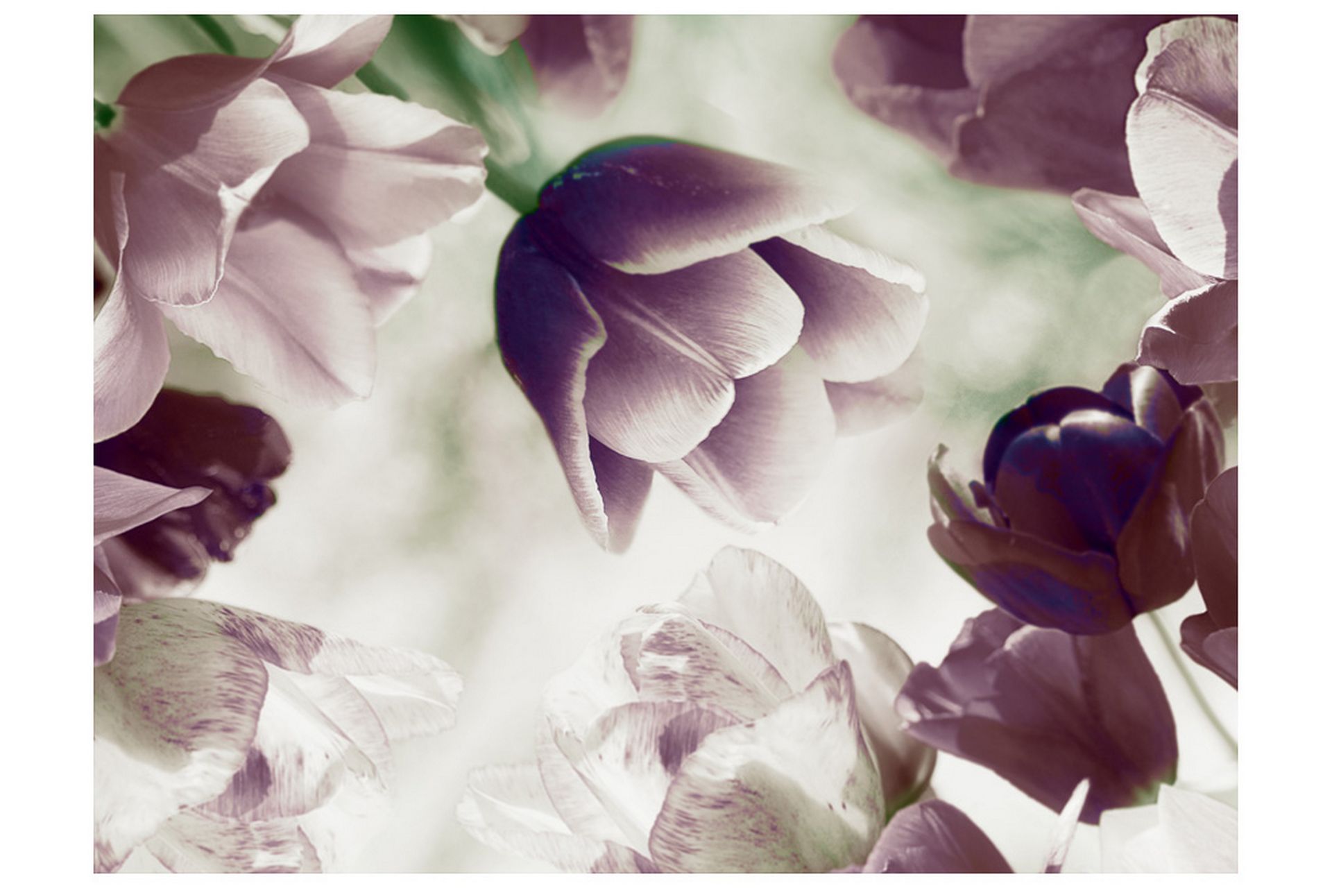 Canvastavle Heavenly Tulips 250x193 - Artgeist sp. z o. o. - Boligtilbehør - Vægdekoration - Tapeter - Fototapeter