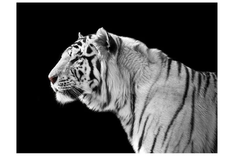 Canvastavle hvid Tiger 200x154, Artgeist sp. z o. o.