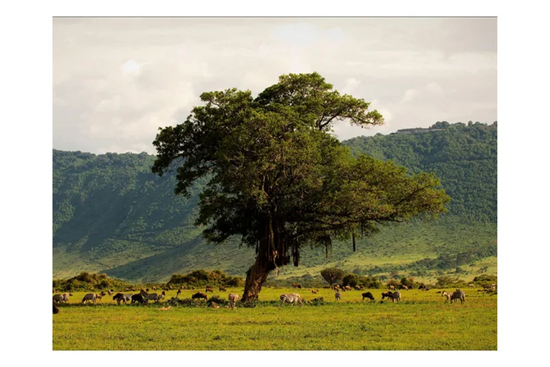 Canvastavle i et krater i Ngoro Ngoro 200x154 - Artgeist sp. z o. o. - Boligtilbehør - Vægdekoration - Tapeter - Fototapeter