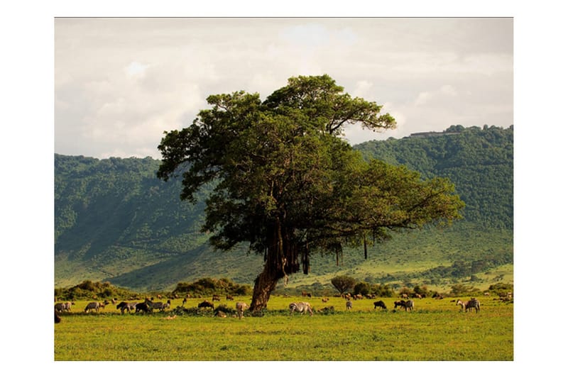 Canvastavle i et krater i Ngoro Ngoro 250x193 - Artgeist sp. z o. o. - Boligtilbehør - Vægdekoration - Tapeter - Fototapeter