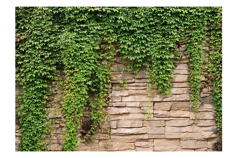 Canvastavle Ivy Væg 200x140 - Artgeist sp. z o. o. - Boligtilbehør - Vægdekoration - Tapeter - Fototapeter
