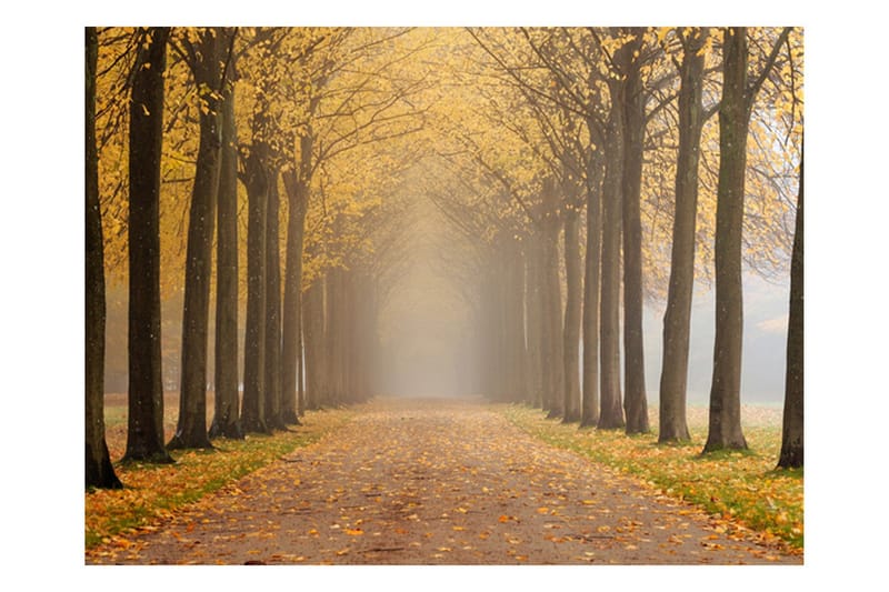 Canvastavle Journey To The Unknown 250x193, Artgeist sp. z o. o.