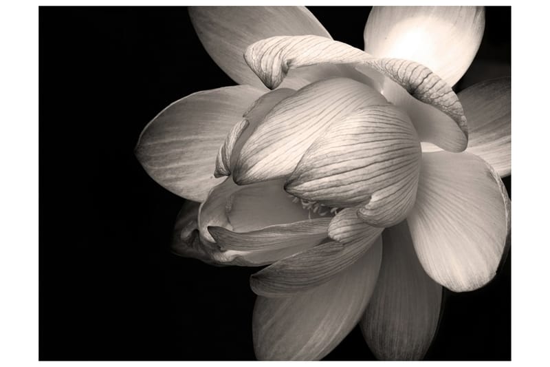Canvastavle Lotus Flower 200x154, Artgeist sp. z o. o.