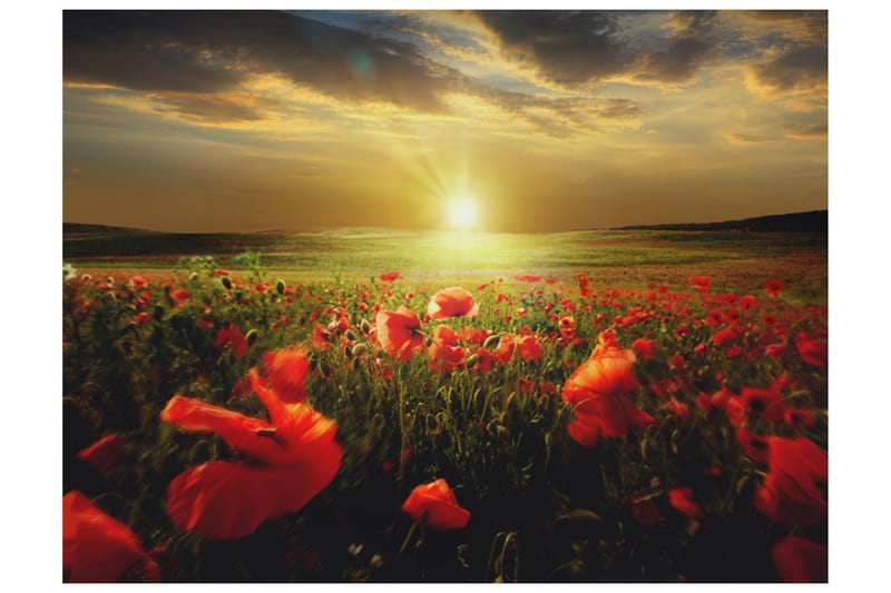 Canvastavle Morning On Poppy Meadow 200x154 - Artgeist sp. z o. o. - Fototapeter