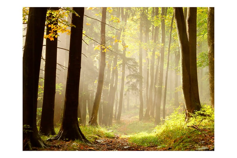 Canvastavle Mysterious Forest Path 250x193 - Artgeist sp. z o. o. - Boligtilbehør - Vægdekoration - Tapeter - Fototapeter