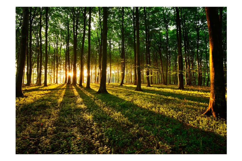 Canvastavle Mystical Morning 250x175 - Artgeist sp. z o. o. - Boligtilbehør - Vægdekoration - Tapeter - Fototapeter