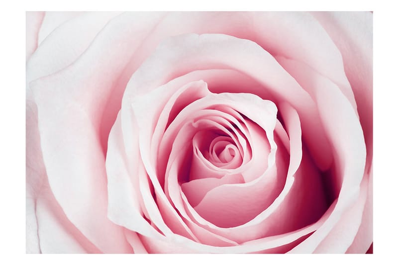 Canvastavle Rose Maze 100x70 - Artgeist sp. z o. o. - Boligtilbehør - Vægdekoration - Tapeter - Fototapeter