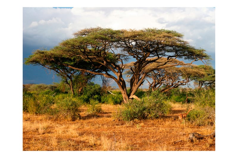 Canvastavle Samburu National Reserve Kenya 200x154 - Artgeist sp. z o. o. - Boligtilbehør - Vægdekoration - Tapeter - Fototapeter