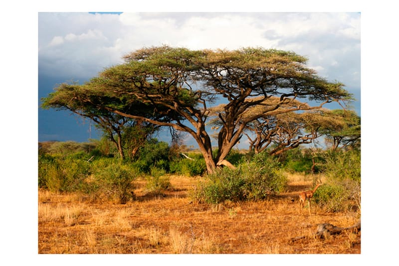 Canvastavle Samburu National Reserve Kenya 200x154 - Artgeist sp. z o. o. - Fototapeter