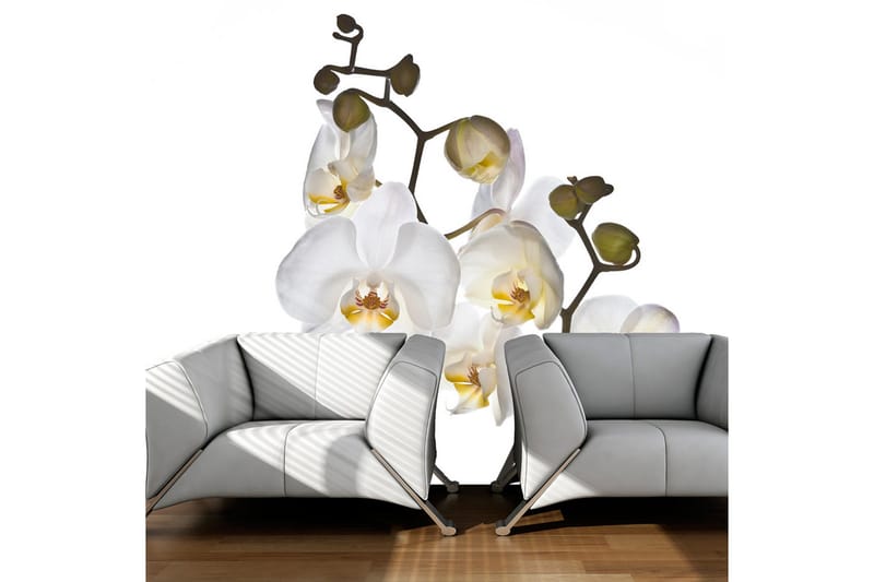 Canvastavle Shyness 250x193, Artgeist sp. z o. o.