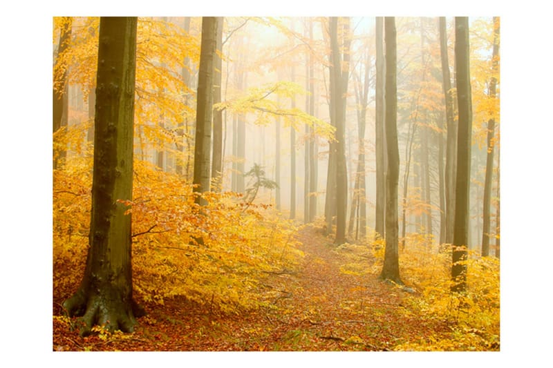 Canvastavle Skov efterår 250x193, Artgeist sp. z o. o.