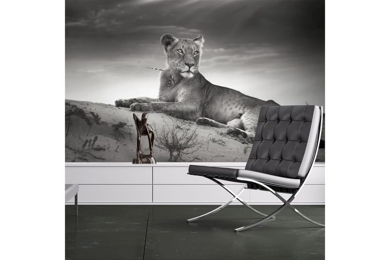 Canvastavle Sort And White Lioness 250x193, Artgeist sp. z o. o.