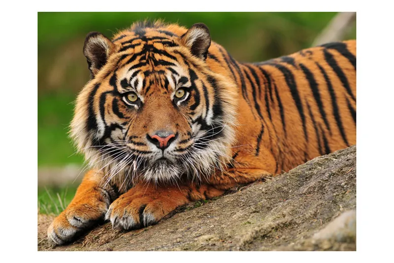 Canvastavle Sumatra Tiger 200x154, Artgeist sp. z o. o.