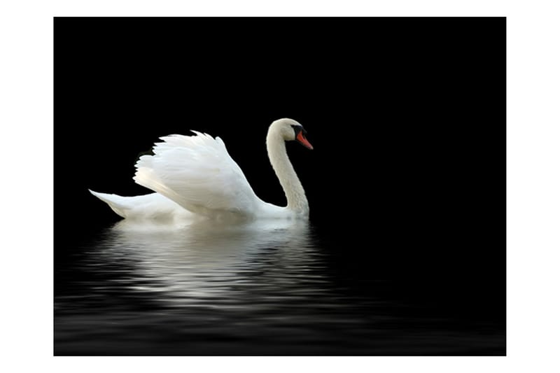 Canvastavle Swan Black And White 200x154 - Artgeist sp. z o. o. - Boligtilbehør - Vægdekoration - Tapeter - Fototapeter