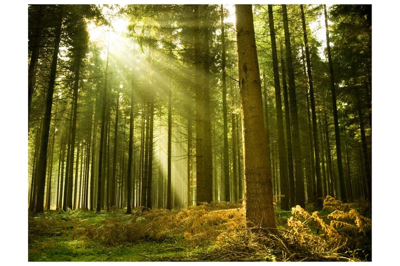 Canvastavle Tallskog 250x193, Artgeist sp. z o. o.