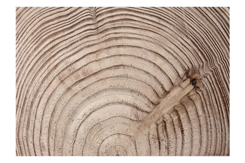 Canvastavle træ trækorn 250x175 - Artgeist sp. z o. o. - Boligtilbehør - Vægdekoration - Tapeter - Fototapeter