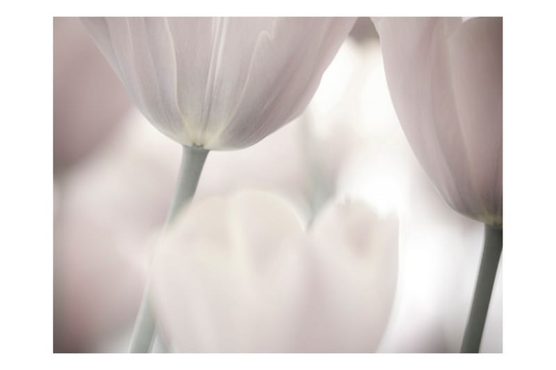 Canvastavle tulipaner kunst kunst sort og hvid 200x154 - Artgeist sp. z o. o. - Fototapeter