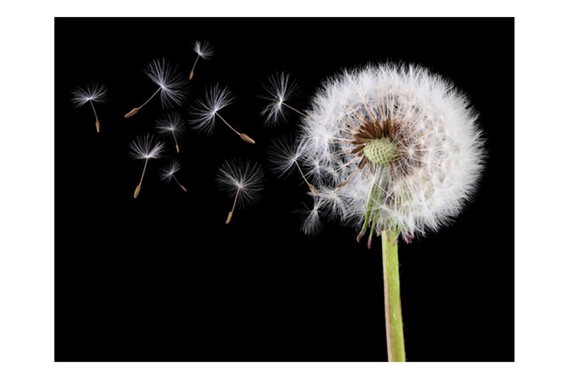 Canvastavle Vind og Dandelion 250x193 - Artgeist sp. z o. o. - Boligtilbehør - Vægdekoration - Tapeter - Fototapeter