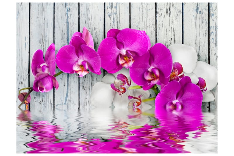 Canvastavle Violet orkideer med vandreflektion 200x154 - Artgeist sp. z o. o. - Fototapeter