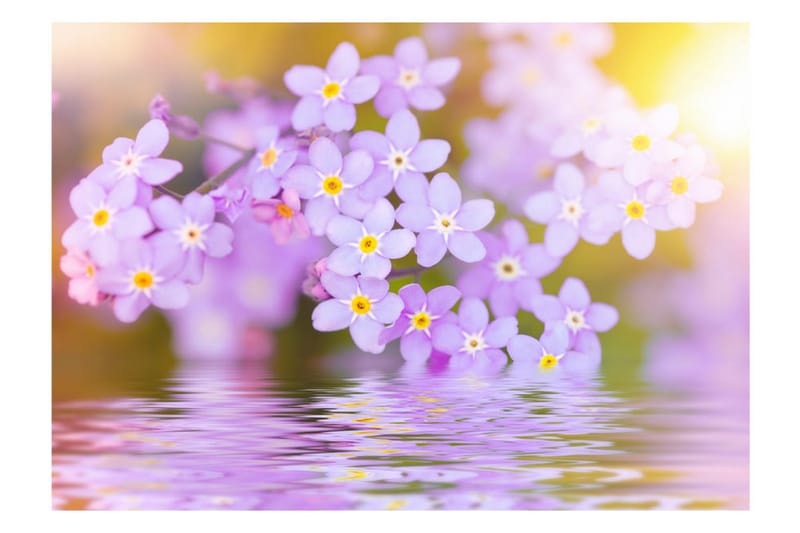 Canvastavle Violet petals In Bloom 250x175 - Artgeist sp. z o. o. - Boligtilbehør - Vægdekoration - Tapeter - Fototapeter