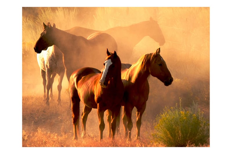 Canvastavle Wild Horses Stäppen 200x154 - Artgeist sp. z o. o. - Boligtilbehør - Vægdekoration - Tapeter - Fototapeter