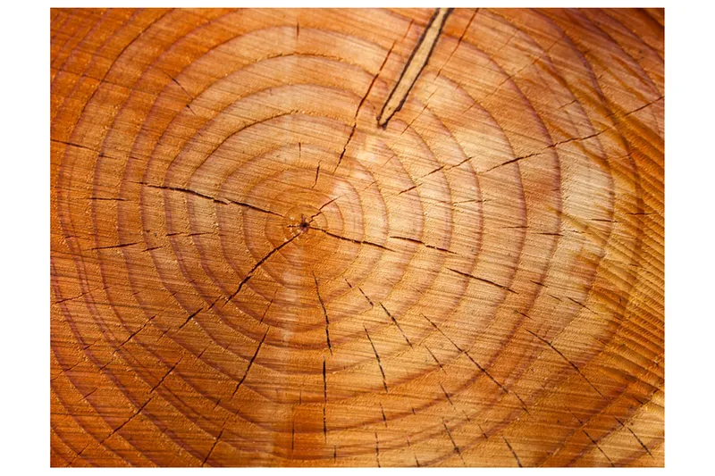 Fototapet Årringe på en træstamme 250x193, Artgeist sp. z o. o.