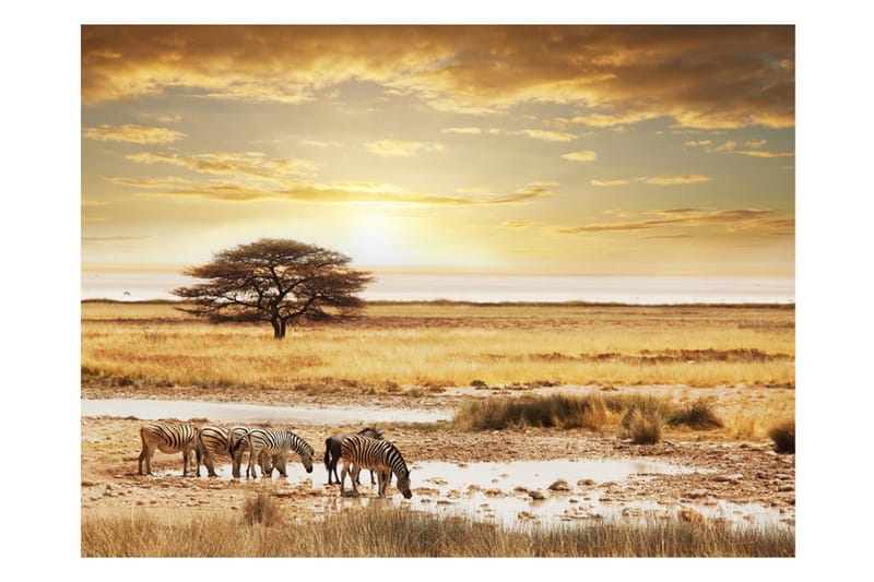 Fototapet Afrikanske Zebraer Rundt Vandhul 250x193 - Artgeist sp. z o. o. - Boligtilbehør - Vægdekoration - Tapeter - Fototapeter