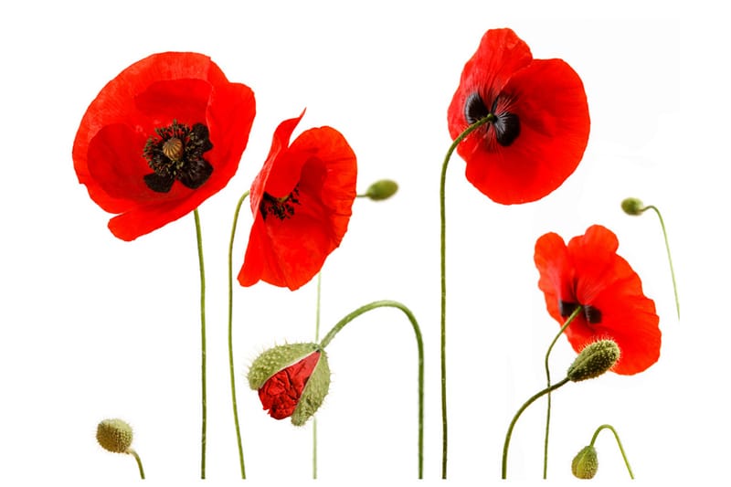 Fototapet All You Need Is A Pair Of Shoes 150x105 - Artgeist sp. z o. o. - Boligtilbehør - Vægdekoration - Tapeter - Fototapeter