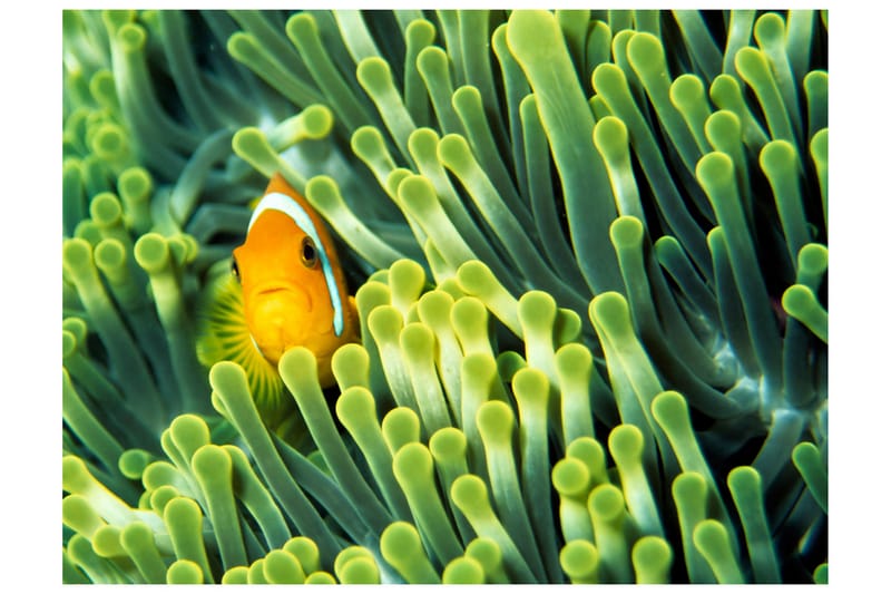 Fototapet Anemonefish 350x270, Artgeist sp. z o. o.