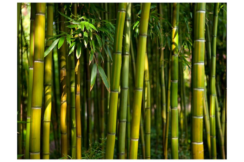 Fototapet Asiatisk Bambussskov 300x231, Artgeist sp. z o. o.