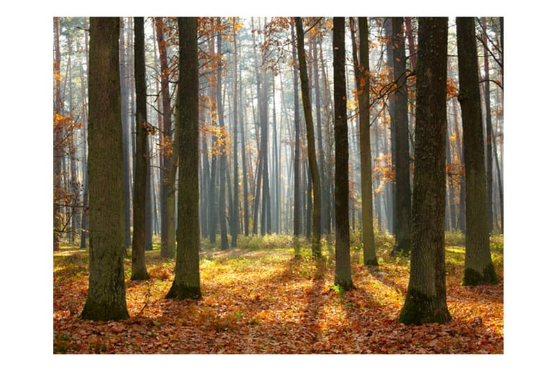 Fototapet Autumn Trees 400x309, Artgeist sp. z o. o.