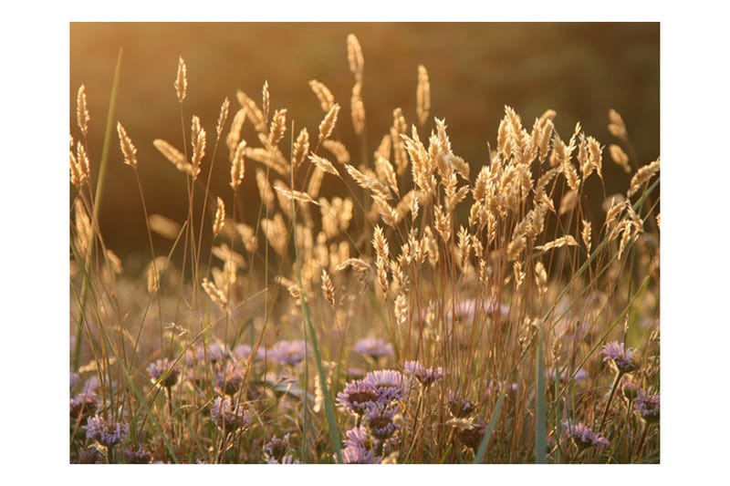 Fototapet Awakening Ceral Field 300x231, Artgeist sp. z o. o.