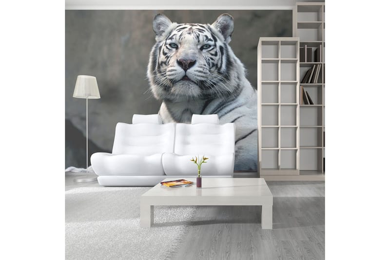 Fototapet Bengali Tiger Zoo 400x309, Artgeist sp. z o. o.