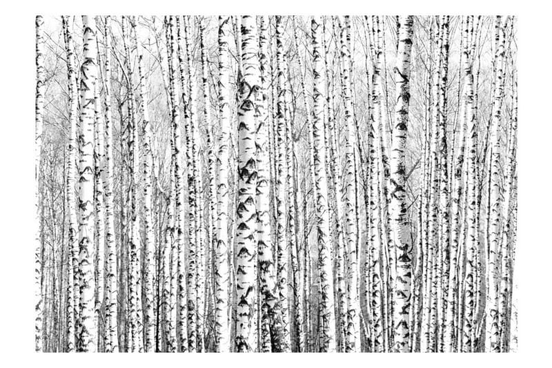 Fototapet Birch Forest 150x105 - Artgeist sp. z o. o. - Fototapeter